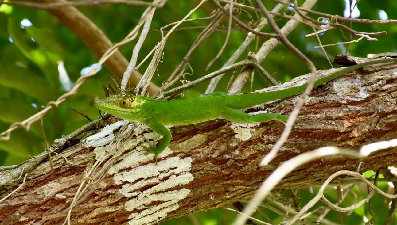 Image of Baracoa Anole