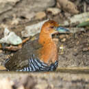 صورة Rallina eurizonoides telmatophila Hume 1878