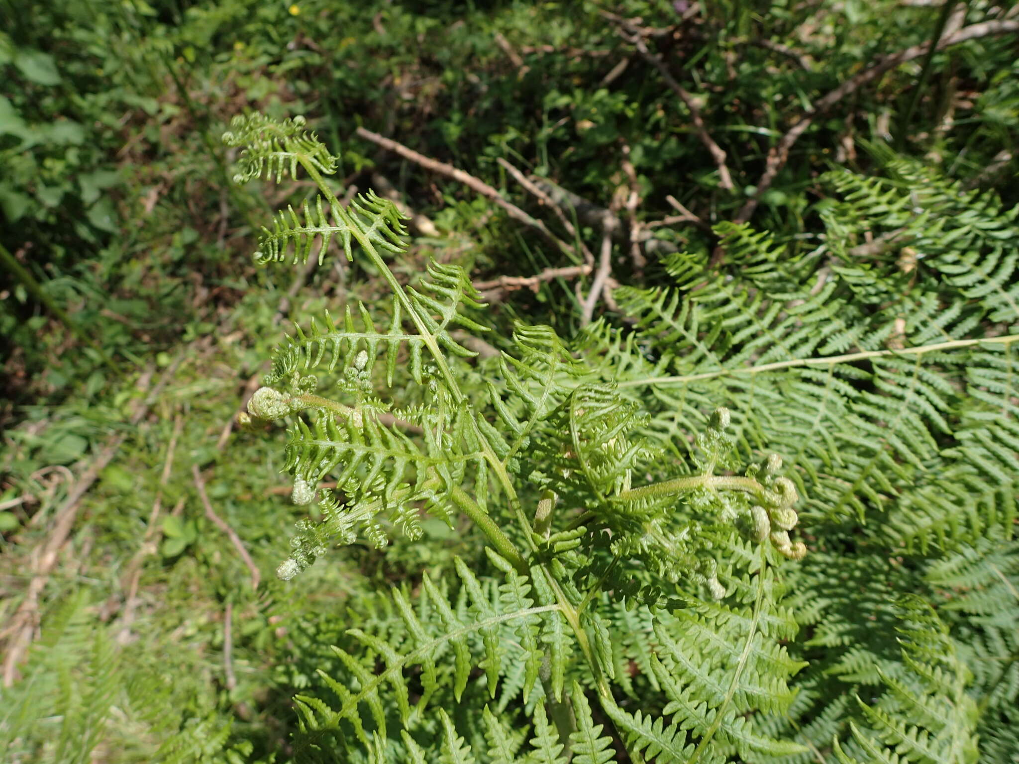 Image of Pteridium aquilinum subsp. aquilinum