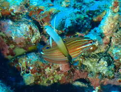 صورة Halichoeres biocellatus Schultz 1960