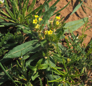 Arnebia decumbens (Vent.) Coss. & Kral.的圖片