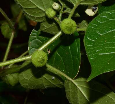 Image of Physalis leptophylla Robinson & Greenm.