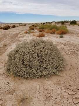 Imagem de Tidestromia suffruticosa var. oblongifolia (S. Wats.) Sánchez del Pino & Flores Olvera