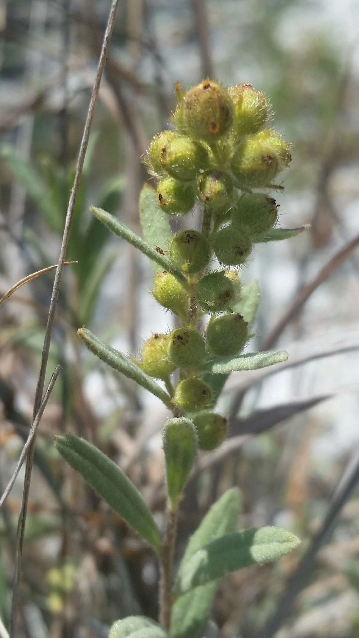 Image of Florida scrub frostweed