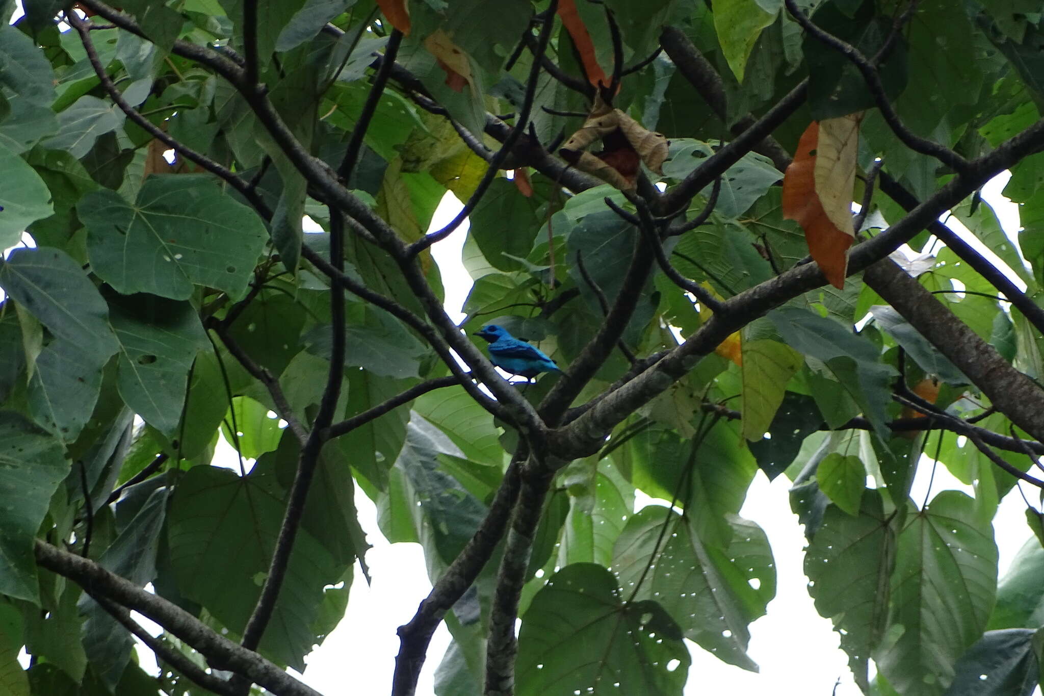 Image of Turquoise Cotinga