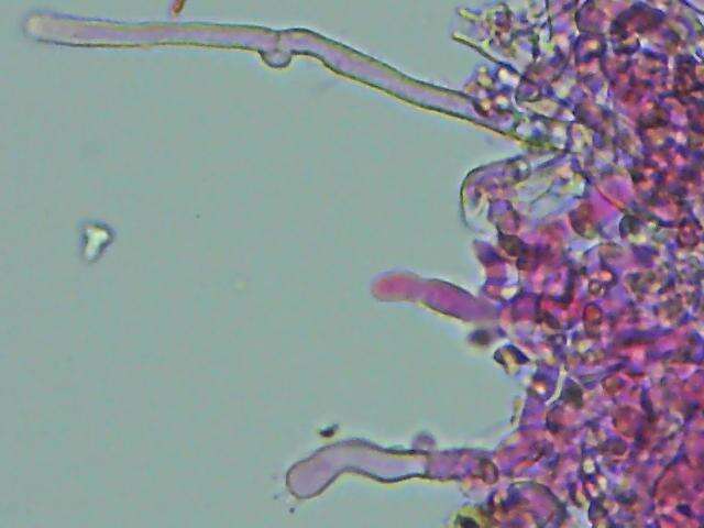 Image of Tylospora