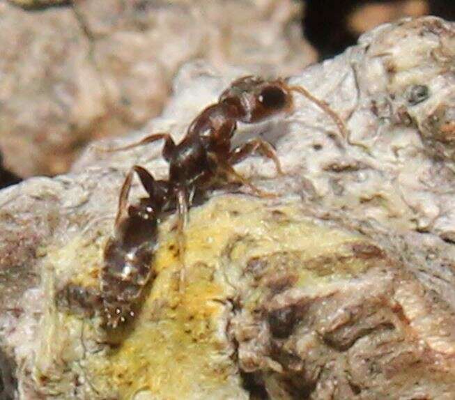 Image de Pseudomyrmex cubaensis (Forel 1901)