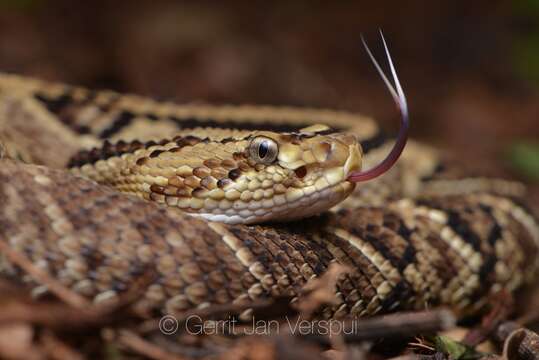 Image of Central American Rattlesnake