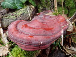 Image of lingzhi mushroom