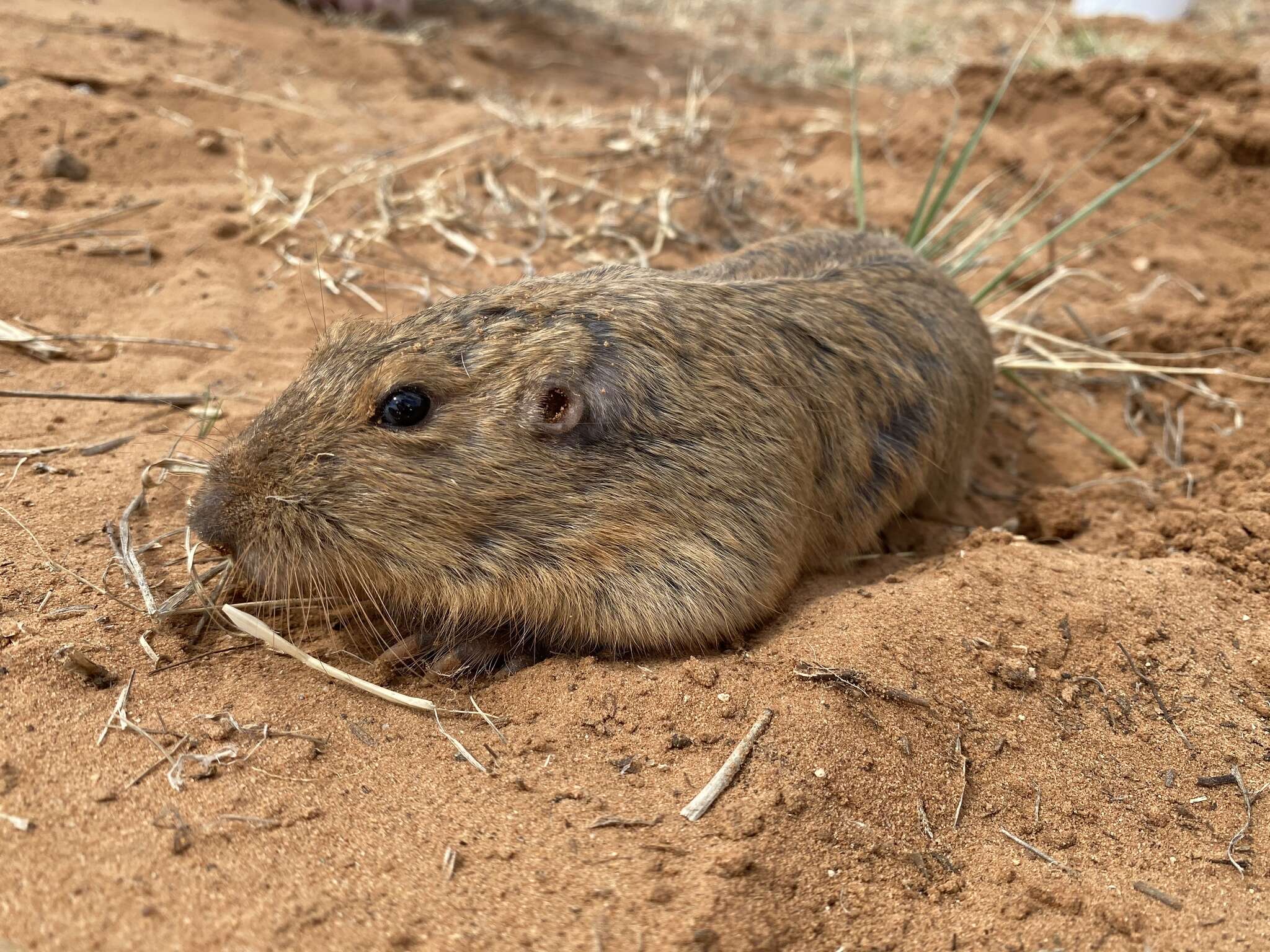 Image of Yellow-faced Pocket Gopher