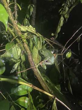 Image of Bright-eyed frog