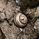 Image of Mountain Banded Snail