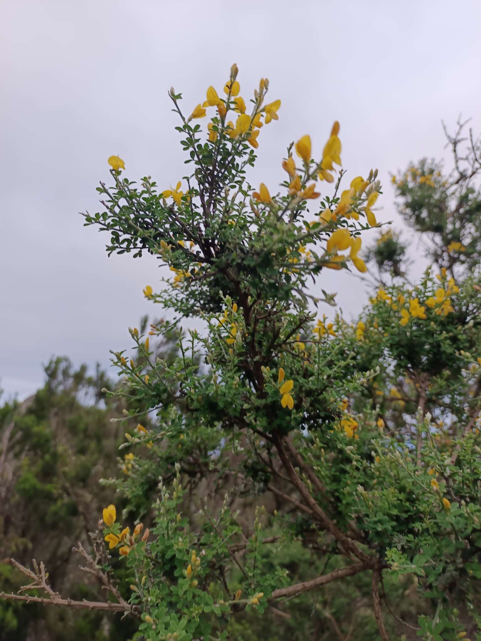 Imagem de Genista canariensis L.