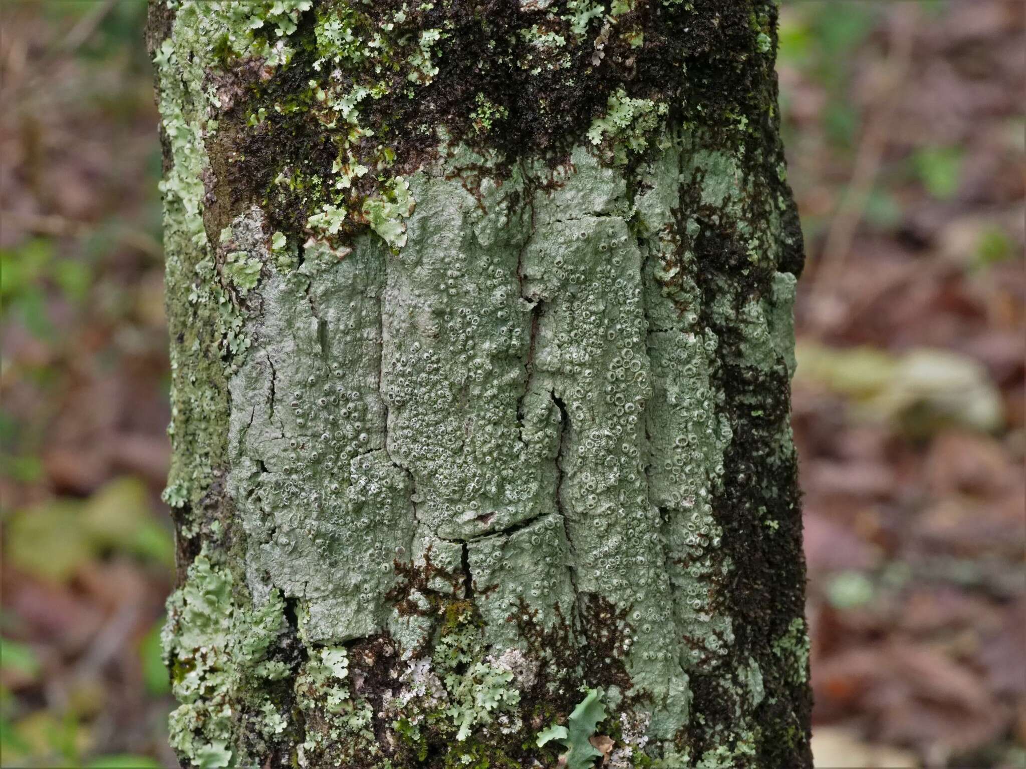 Image of pore lichen