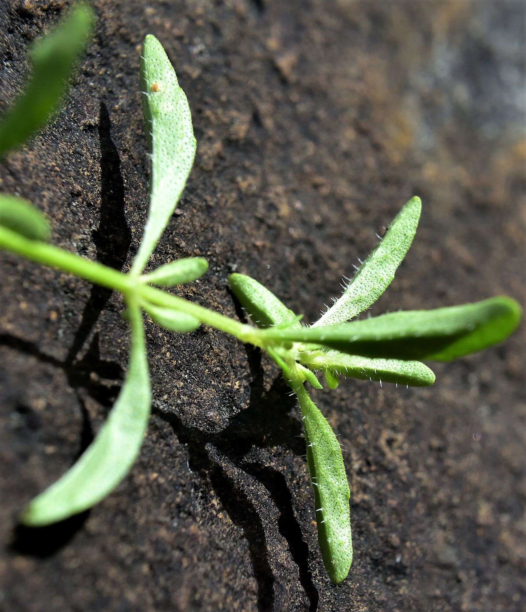 Image of Mentha diemenica Spreng.