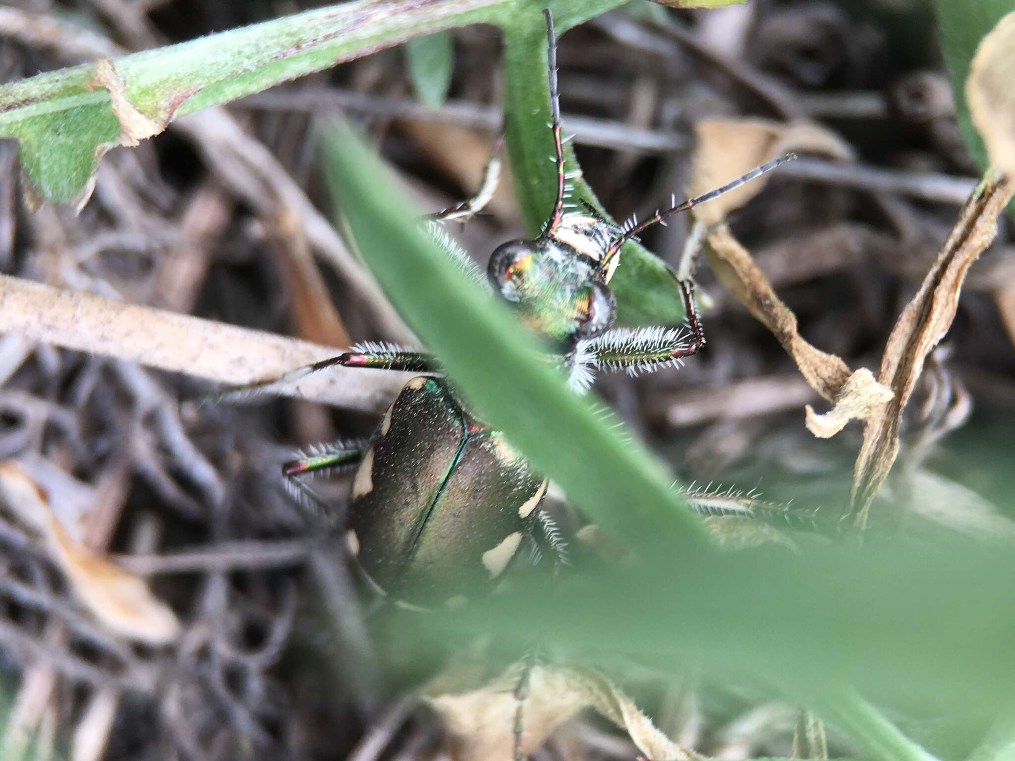 Image of Cicindela (Cicindela) scutellaris lecontei Haldeman 1853