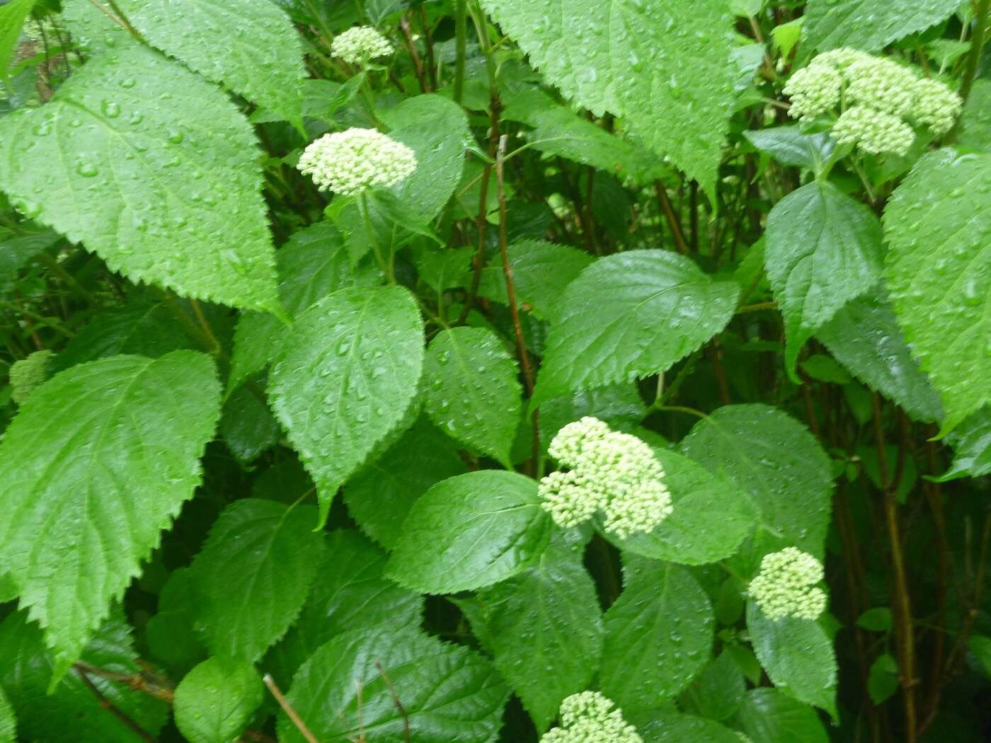 Image of wild hydrangea