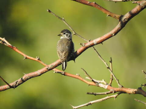 Picumnus cirratus Temminck 1825 resmi