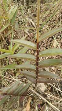 Image de Epidendrum aura-usecheae Hágsater, Rinc.-Useche & O. Pérez