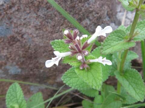 Image of Stachys kuntzei Gürke