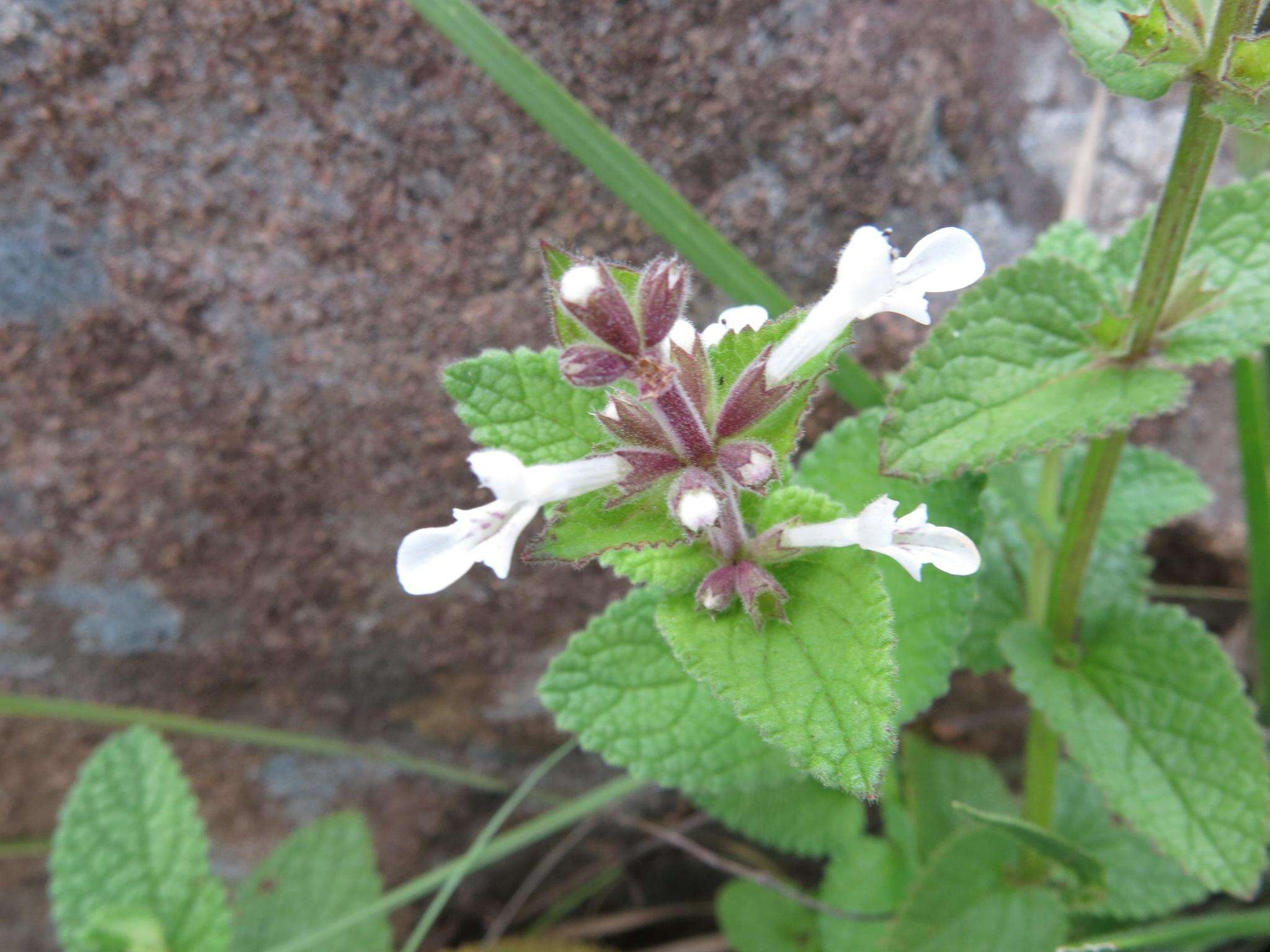 Image of Stachys kuntzei Gürke