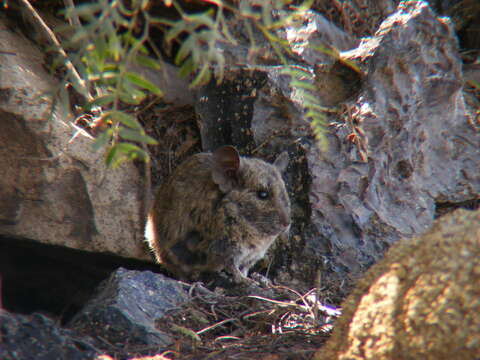 Image of chinchilla rats