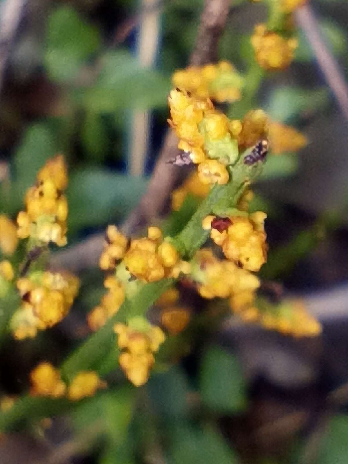 Image of Leptomeria scrobiculata R. Br.