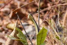 Image of Elegant Sand Racer