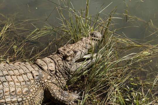 Image of Nile crocodile