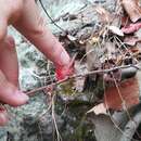 Image de Calliandra hirsuta (G. Don) Benth.