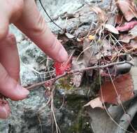 Imagem de Calliandra hirsuta (G. Don) Benth.