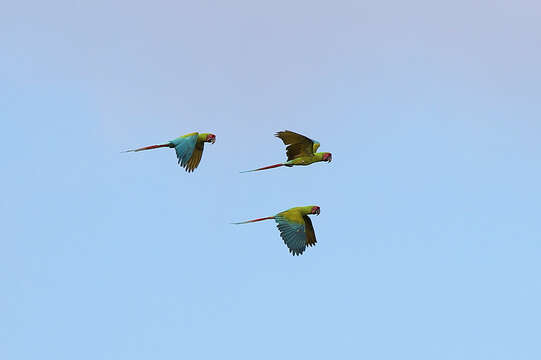 Image of Great Green Macaw