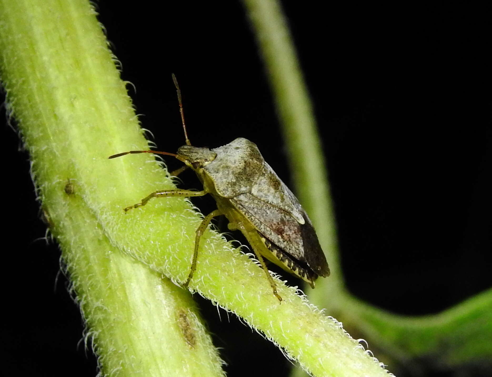 Image of Brown Stink Bug