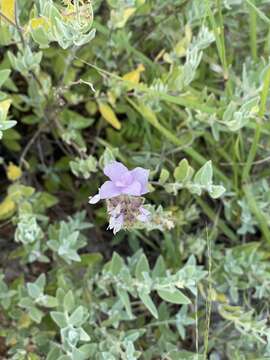 Image of Syncolostemon elliottii (Baker) D. F. Otieno