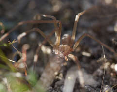 Image of Desert Recluse