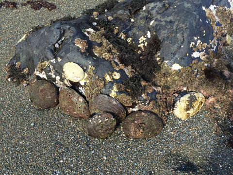 Image of red abalone