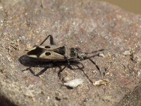 Image of Lasiocoris crassicornis (Lucas 1849)