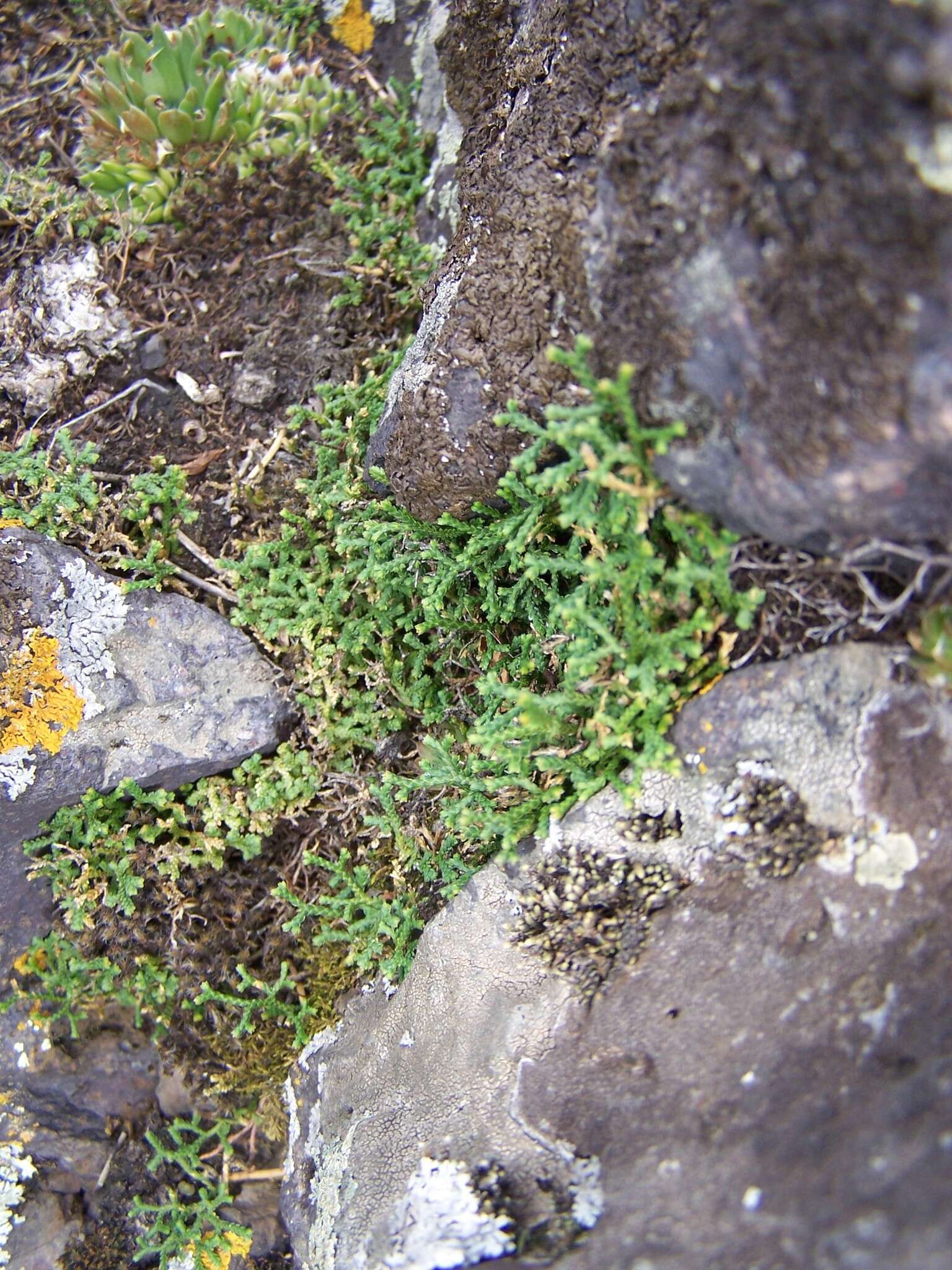 Sivun Selaginella sanguinolenta (L.) Spring kuva