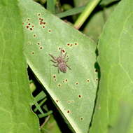 Image of Habronattus schlingeri (Griswold 1979)