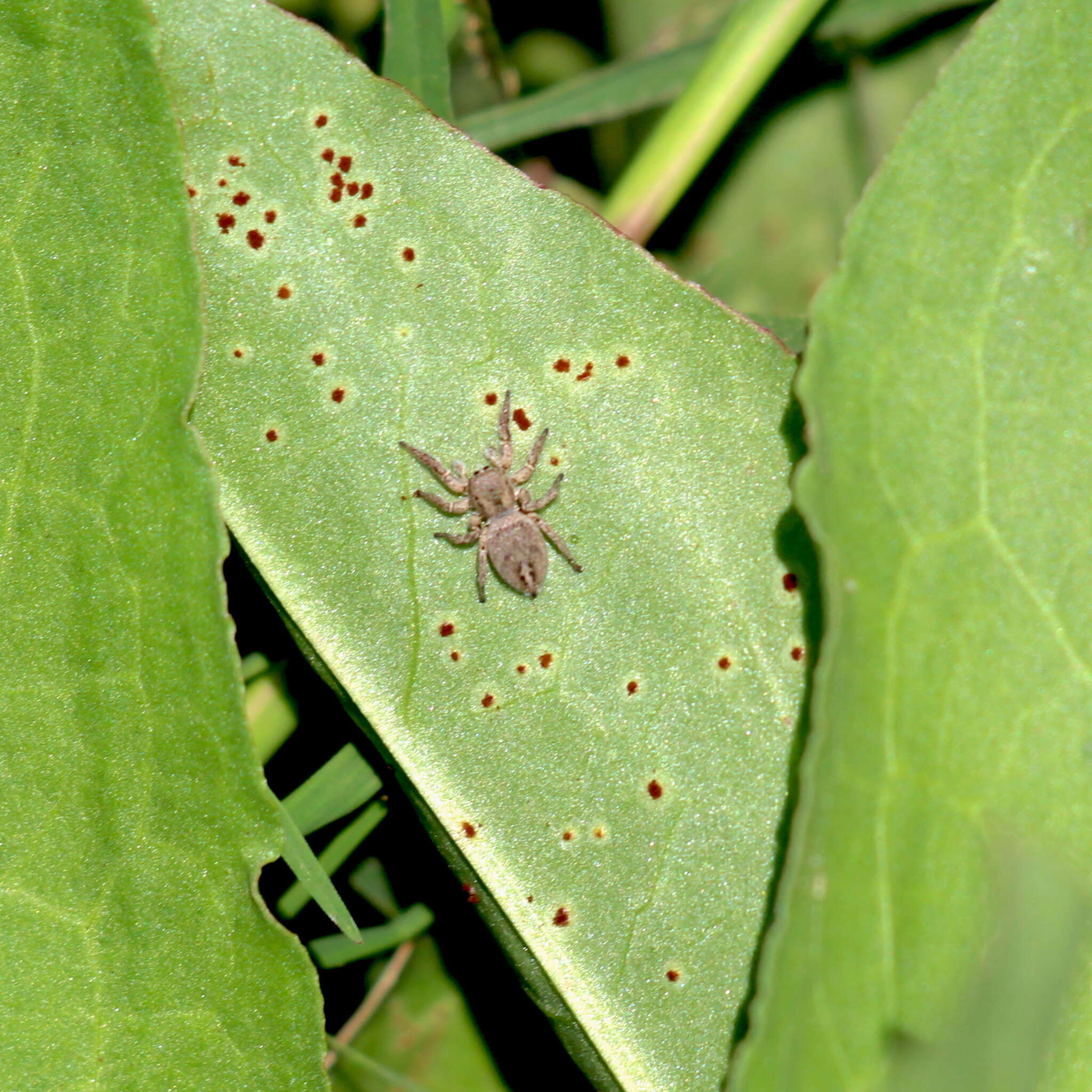 Image of Habronattus schlingeri (Griswold 1979)