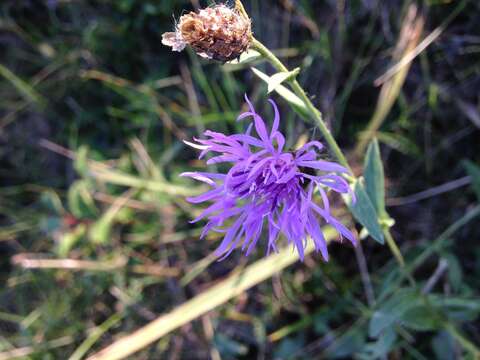 Image of spotted knapweed