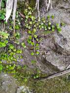 Imagem de Epilobium nummularifolium R. Cunn. ex A. Cunn.