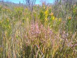 Image of Redhill Heath