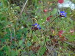 Image of Arabis verna (L.) W. T. Aiton