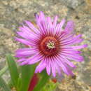 Ruschia klipbergensis L. Bol. resmi