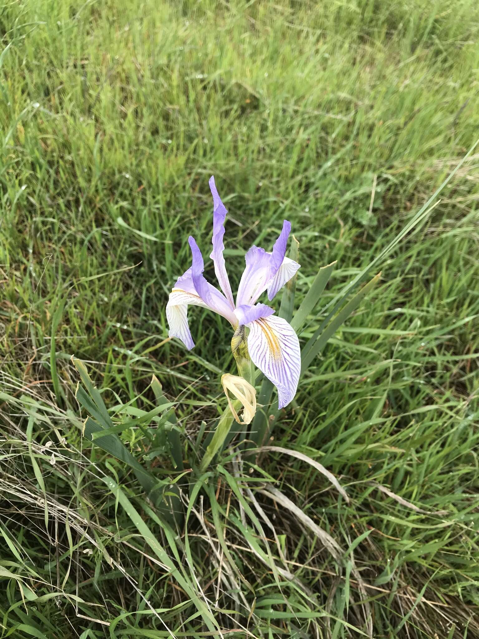 Image of Coast Iris