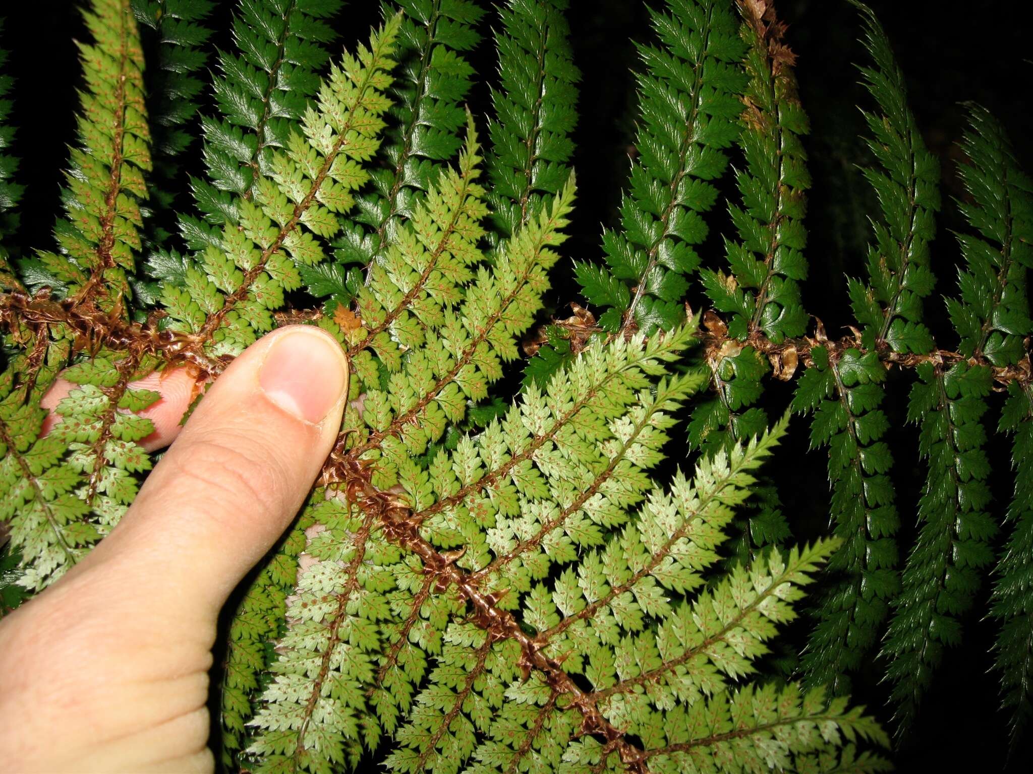 Sivun Polystichum vestitum (G. Forst.) C. Presl kuva