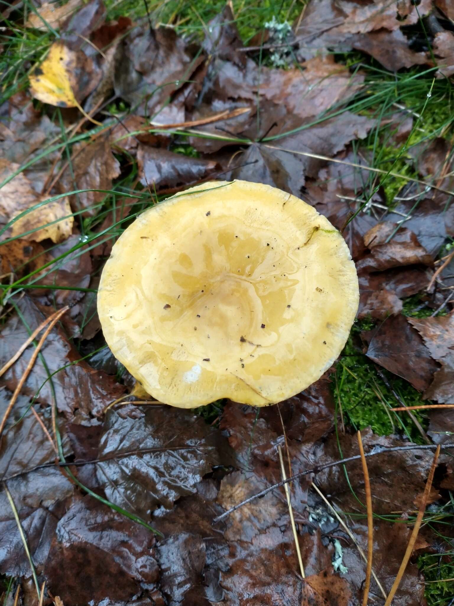 Image of yellow swamp brittlegill