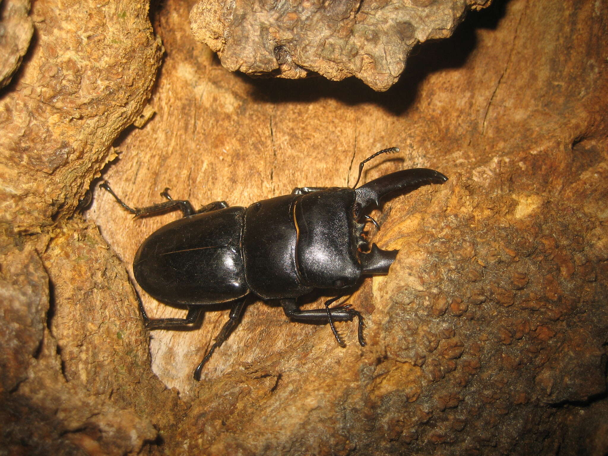 Image of Serrognathus titanus platymelus (Saunders 1854)