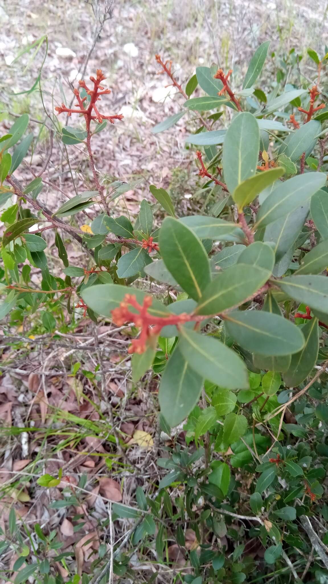 Image of Asteropeia densiflora Baker